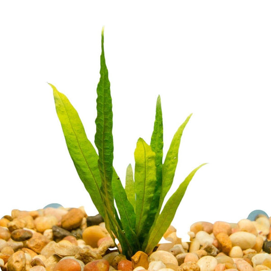 Java Fern