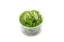 Cryptocoryne Lucens Tissue Culture