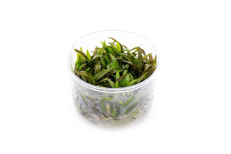 Cryptocoryne Mioya Tissue Culture