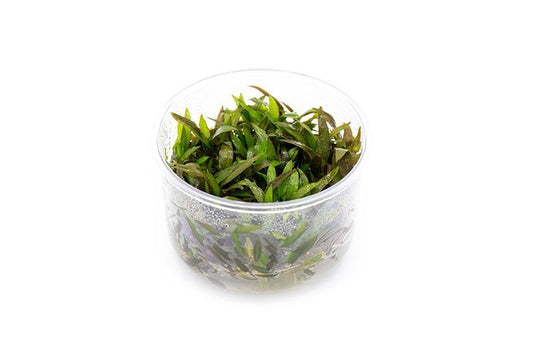 Cryptocoryne Mioya Tissue Culture