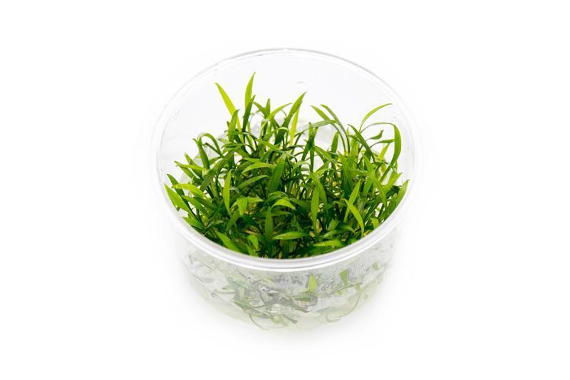 Cryptocoryne Parva Tissue Culture