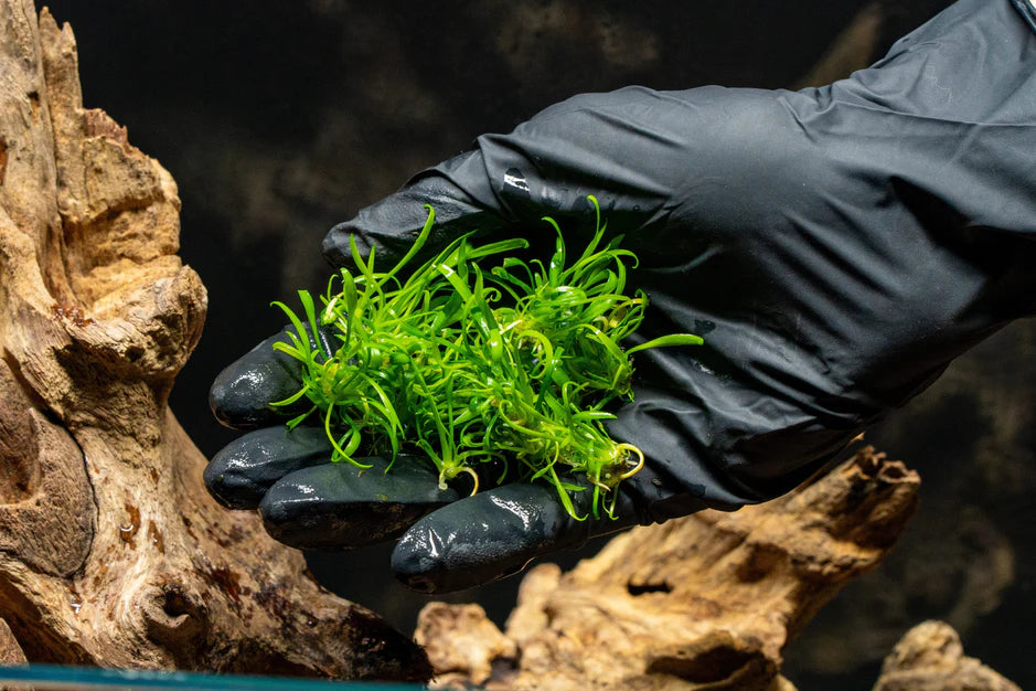 Cryptocoryne Parva Tissue Culture