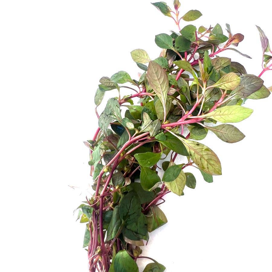 Ludwigia sp. Super Red: Potted