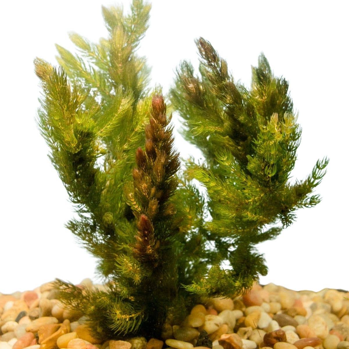 Hornwort Bunch Plant: Bunch