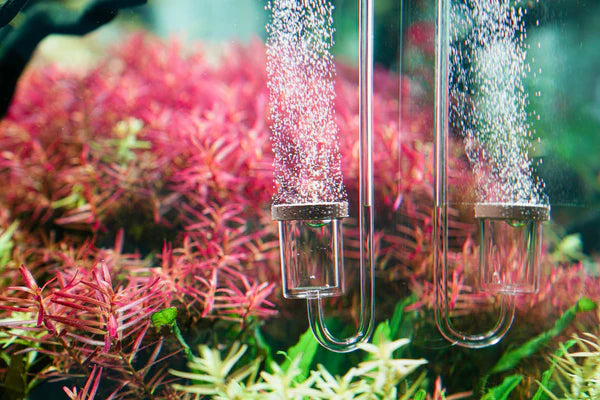 Aquario CO2 Diffuser - Normal Original Medium