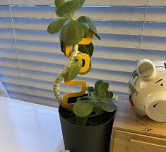 Houseplant Grow Pole from We TheWild