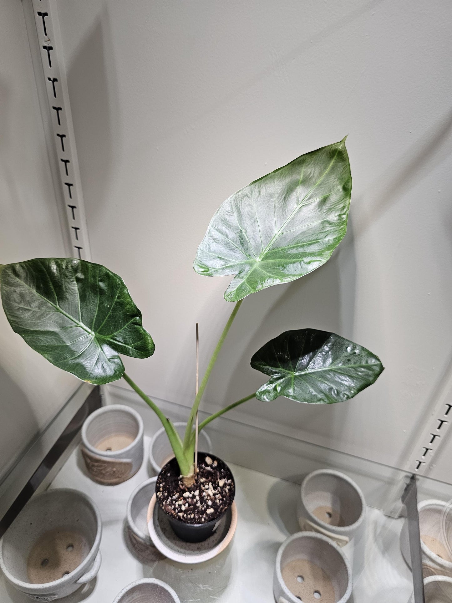 Alocasia Regal Shield 4"