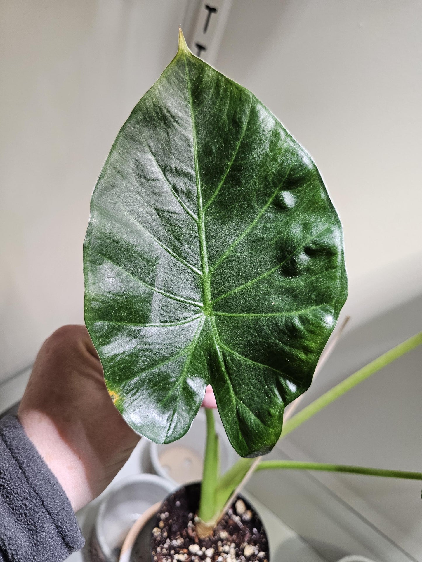 Alocasia Regal Shield 4"