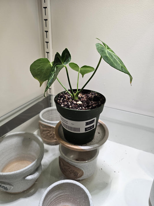Anthurium Clarinervium 4"