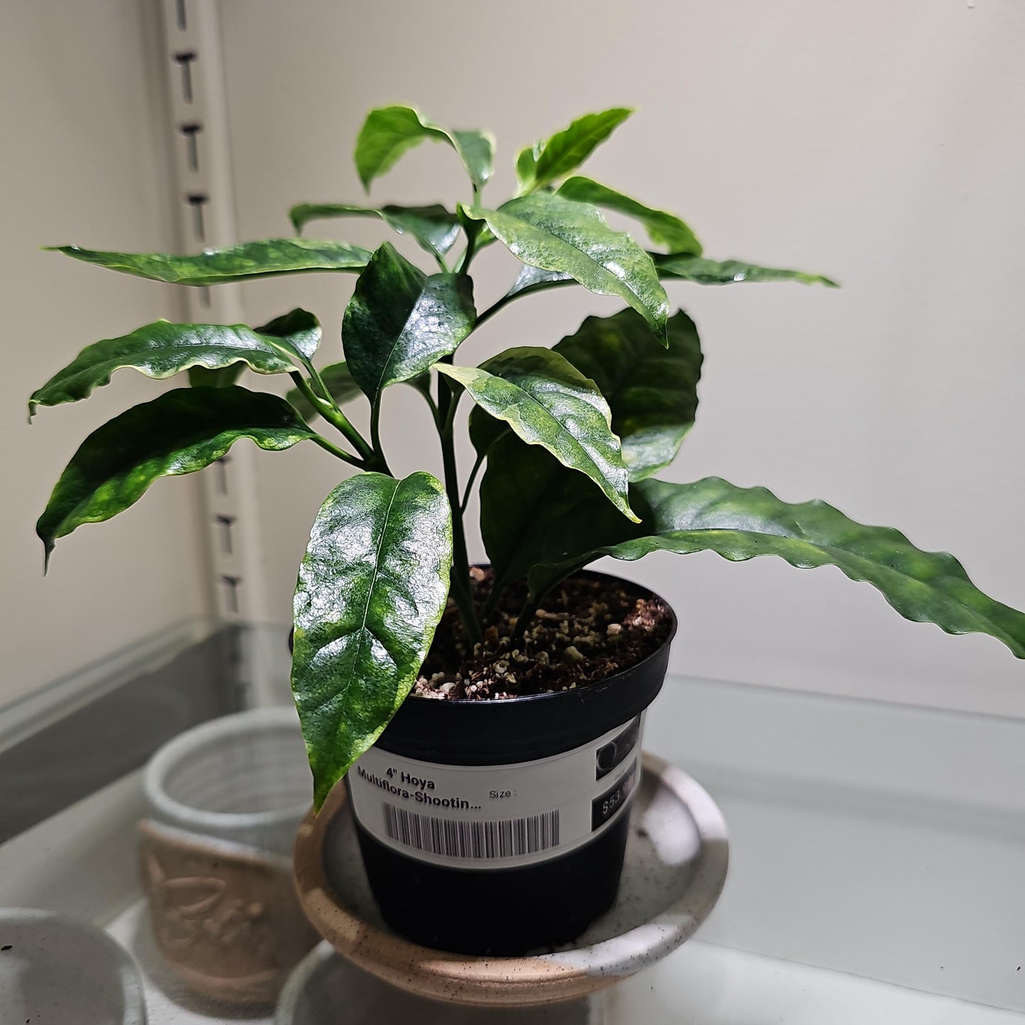 Hoya Shooting Star 4"