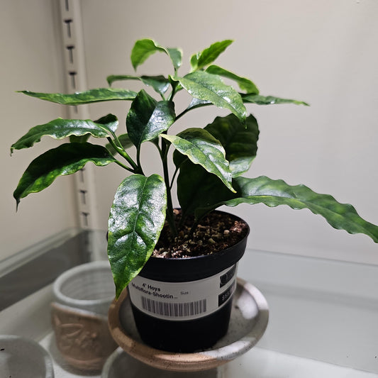 Hoya Shooting Star 4"