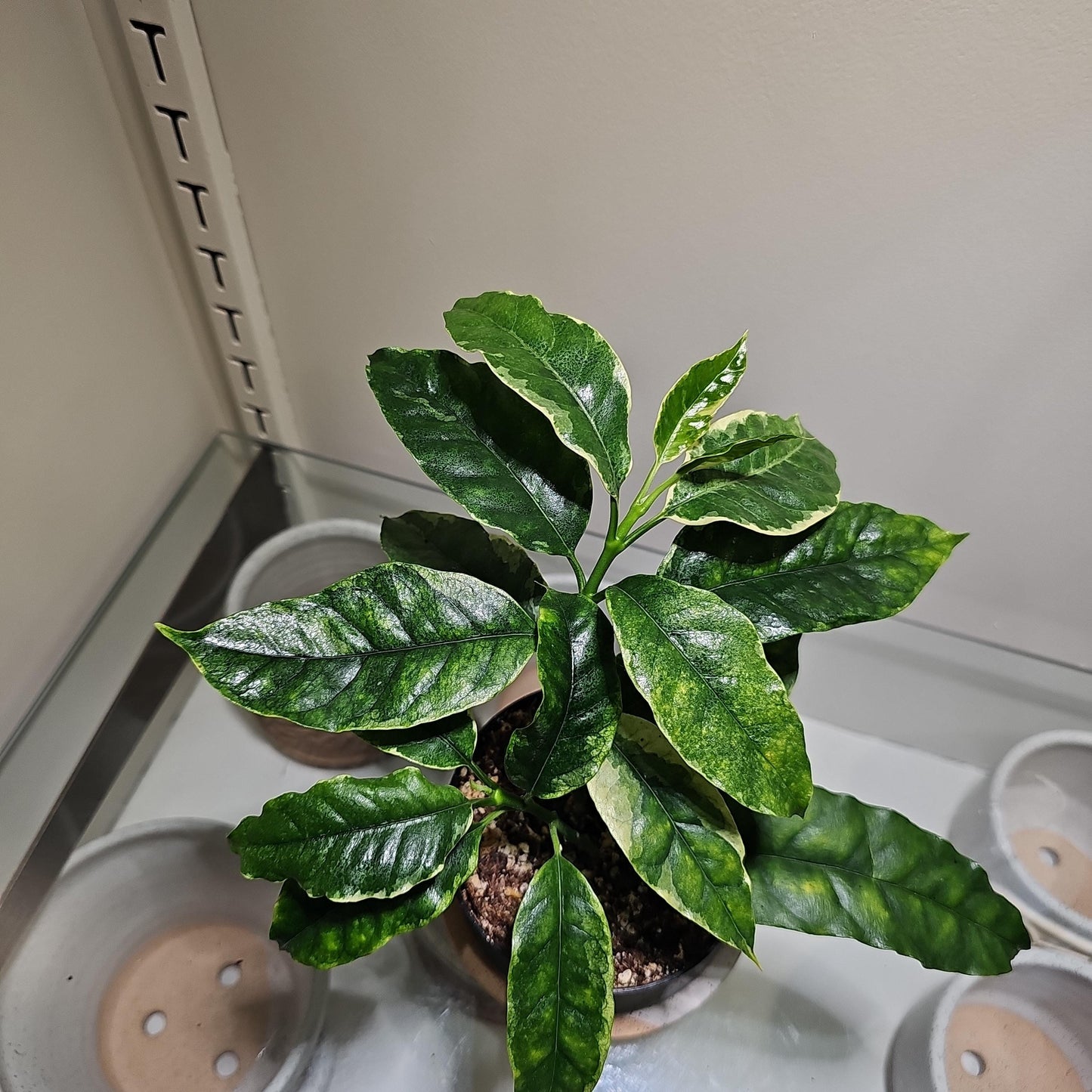 Hoya Shooting Star 4"