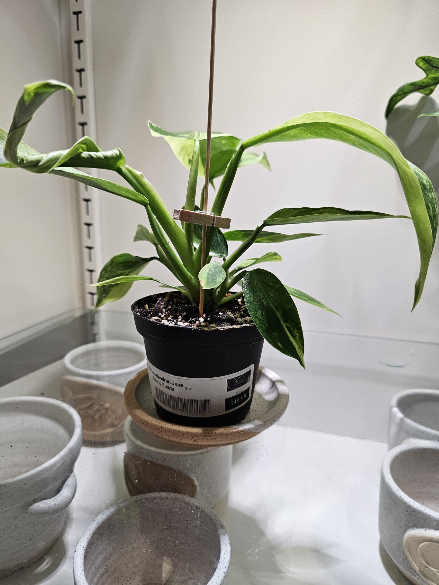 Philidendron Jose Buono Fiesta 4"