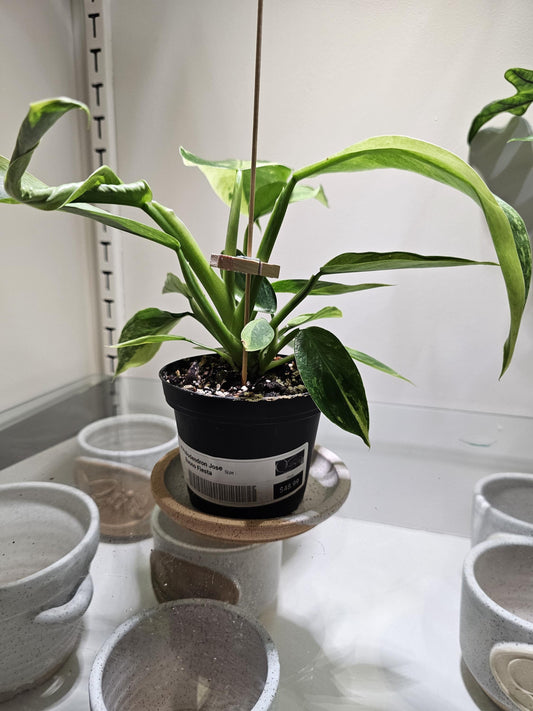 Philidendron Jose Buono Fiesta 4"