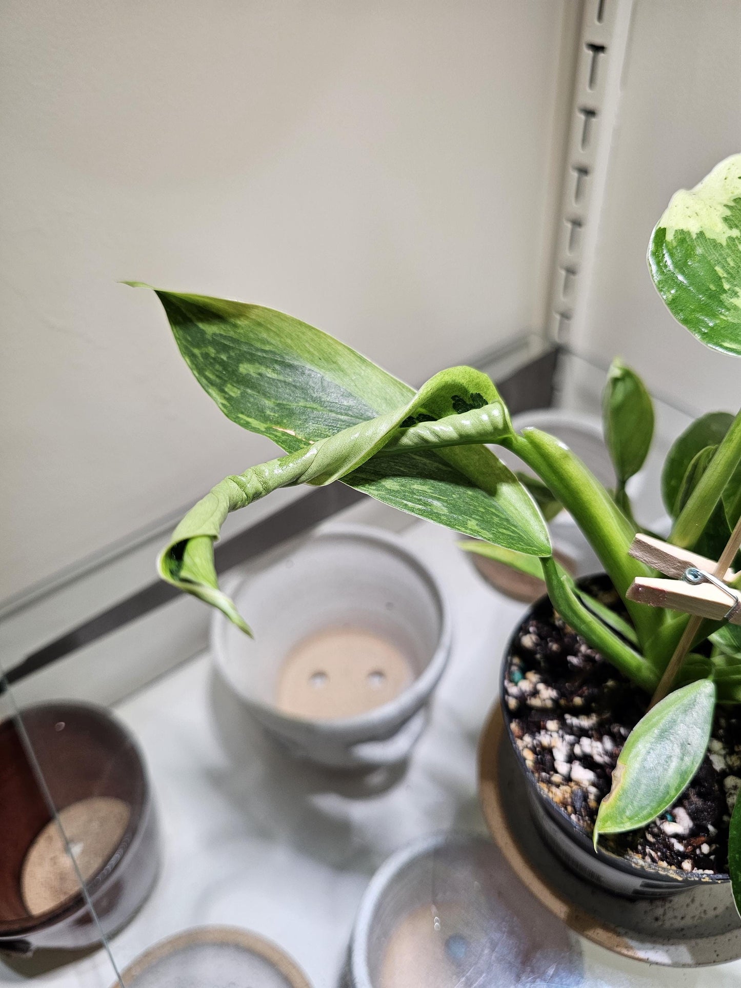 Philidendron Jose Buono Fiesta 4"