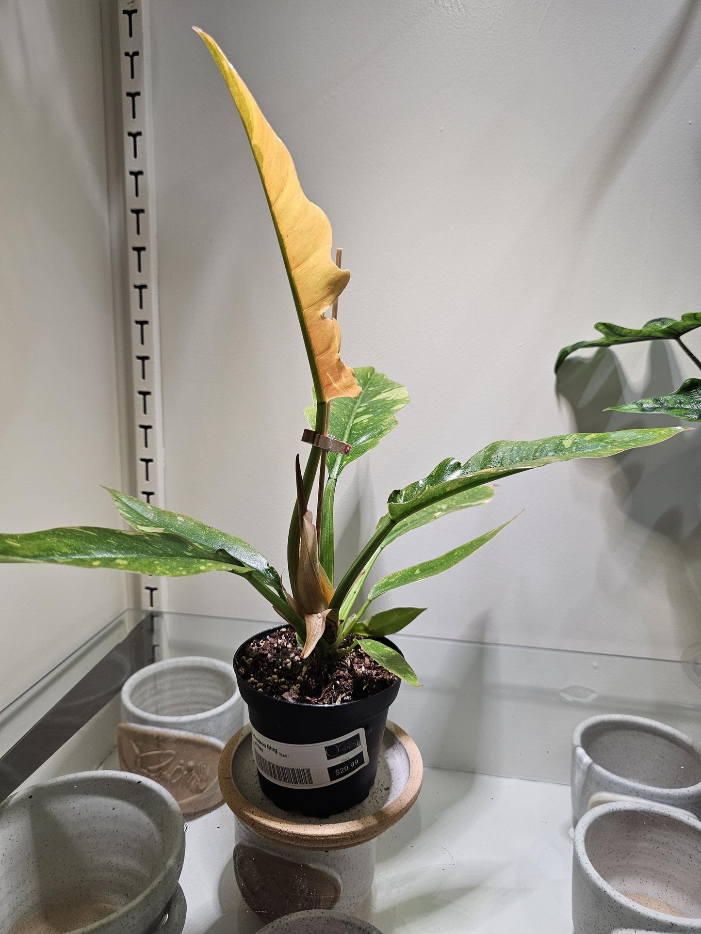 Philodendron Ring of Fire 4"