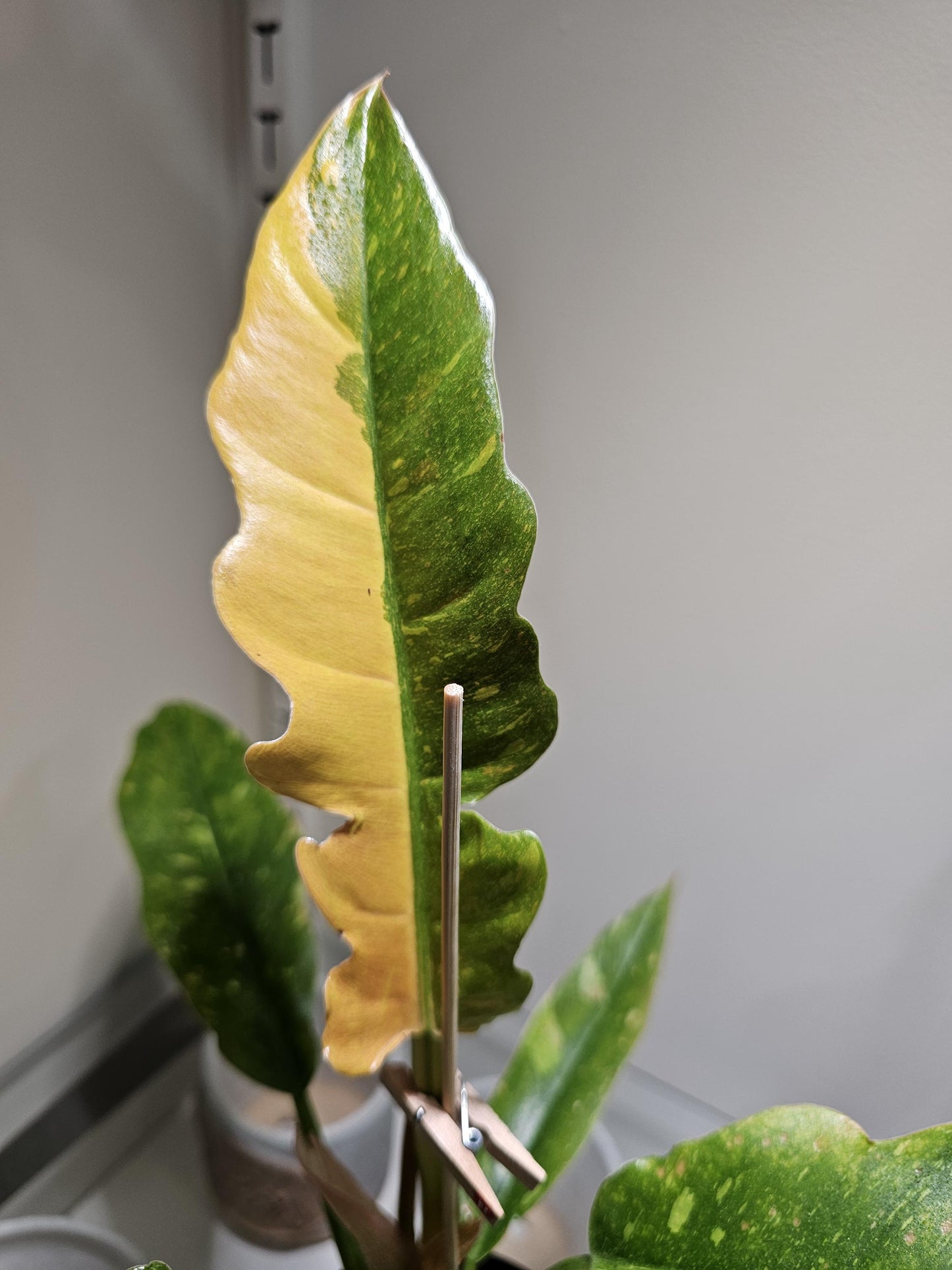 Philodendron Ring of Fire 4"