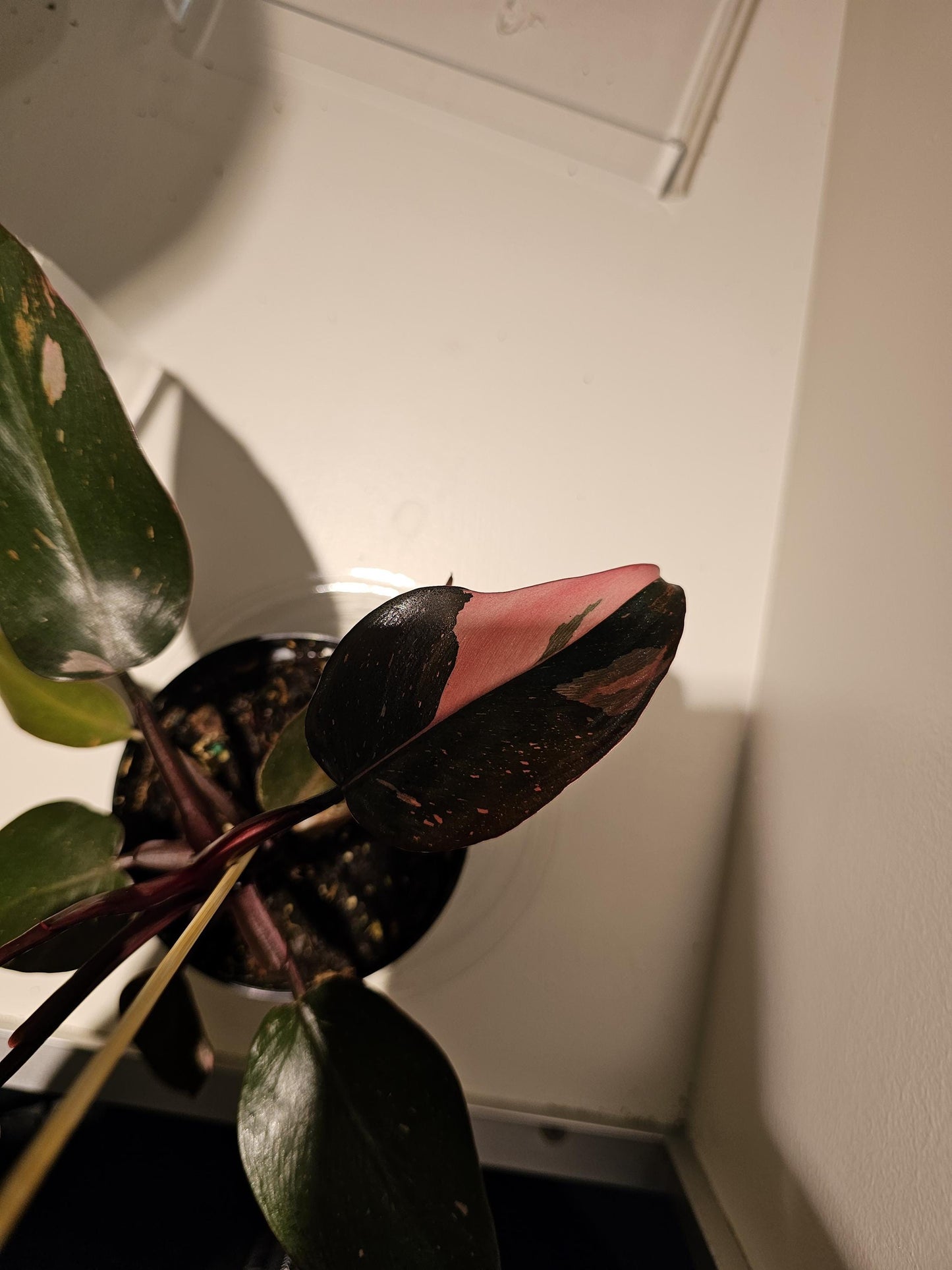 Philodendron Pink Princess 4"