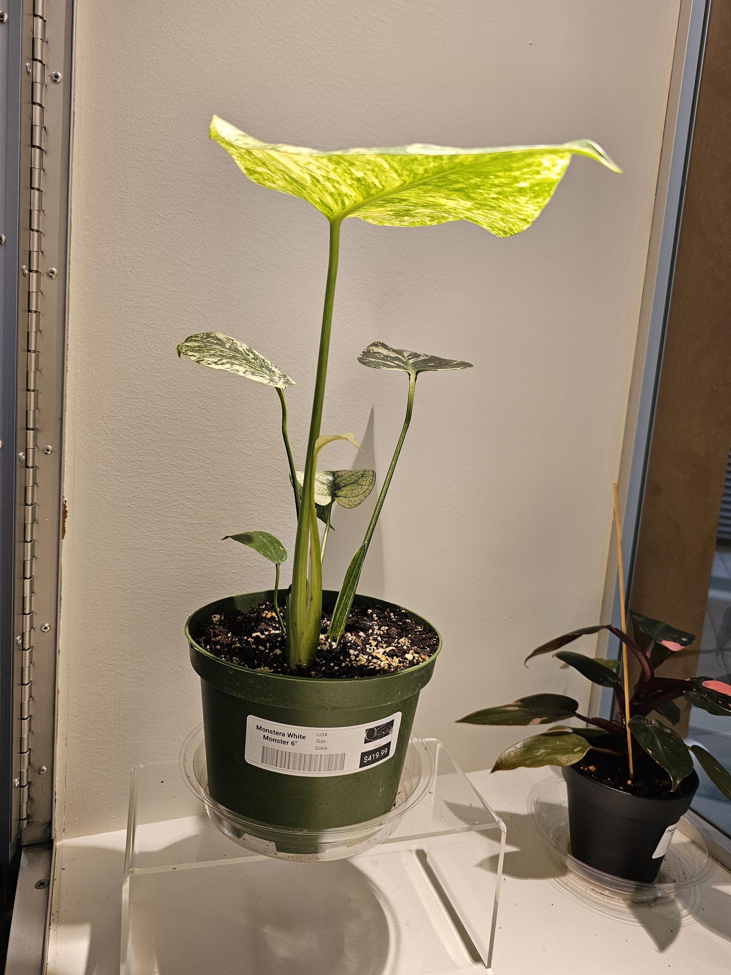 Monstera White Monster 6"