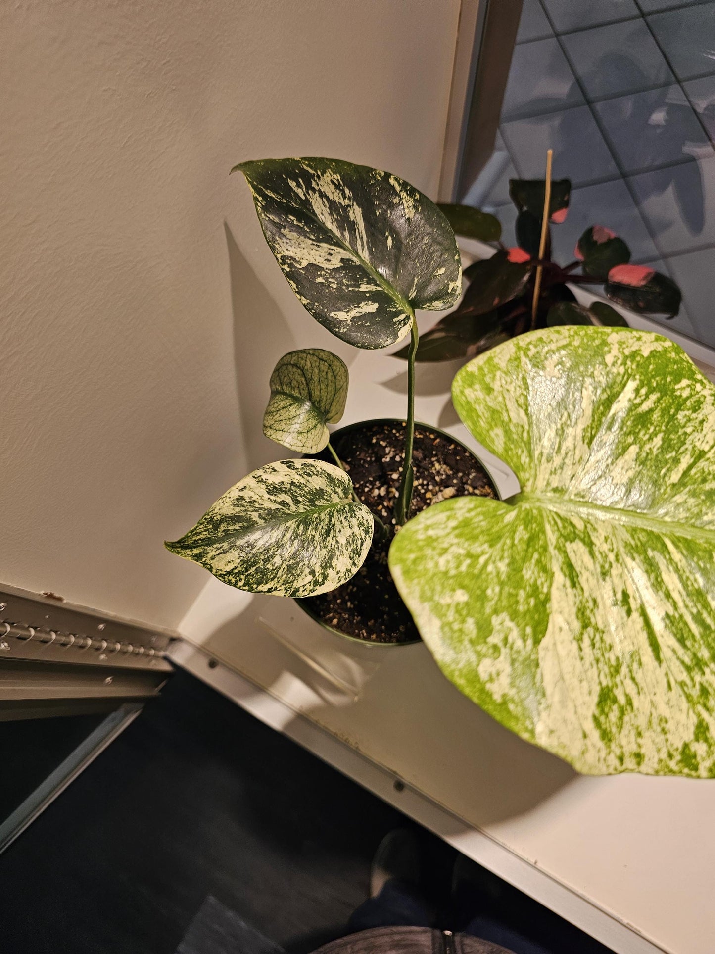 Monstera White Monster 6"