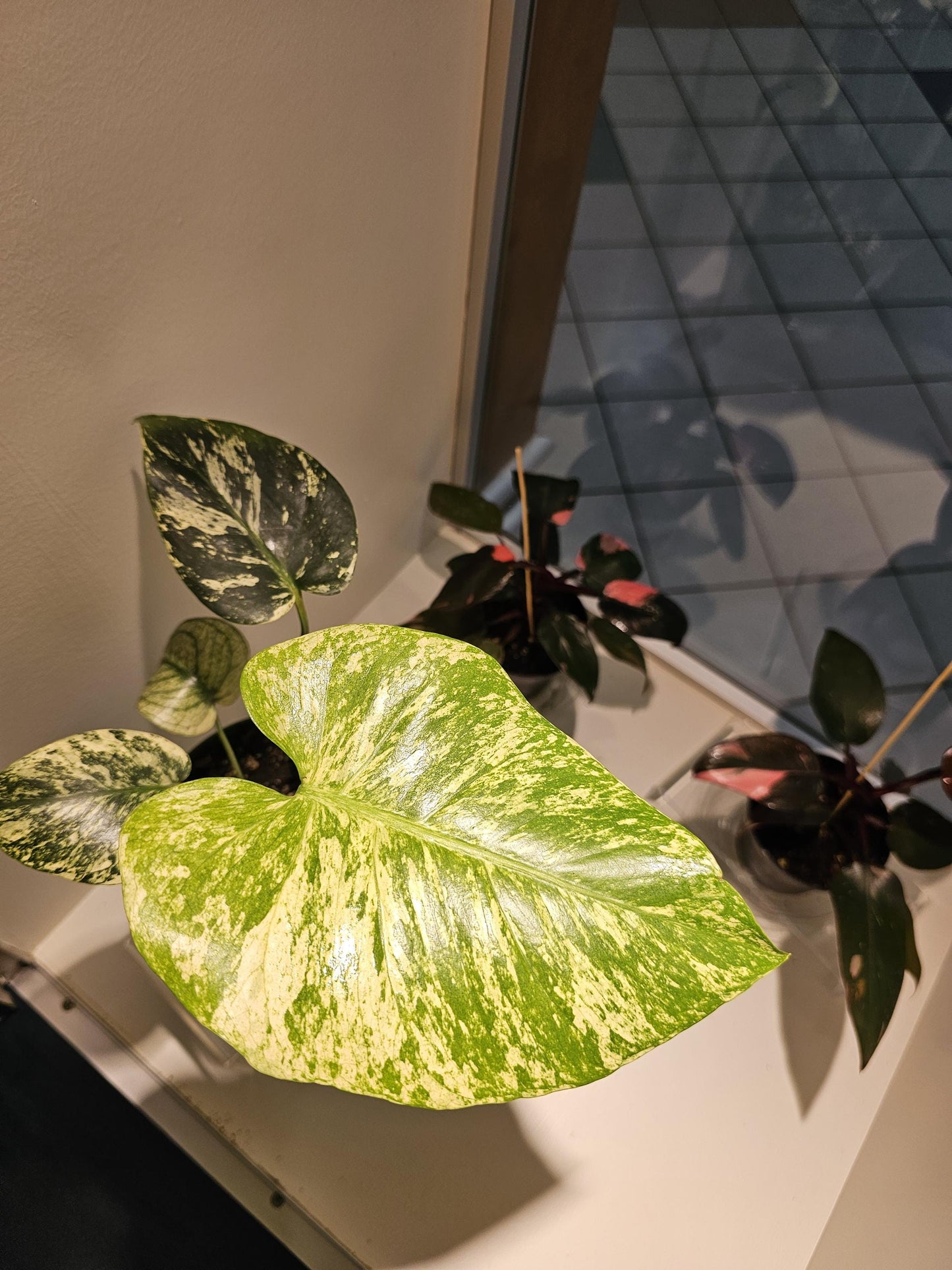 Monstera White Monster 6"