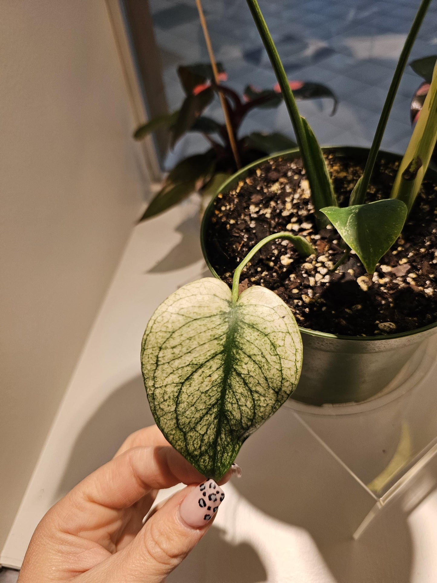 Monstera White Monster 6"