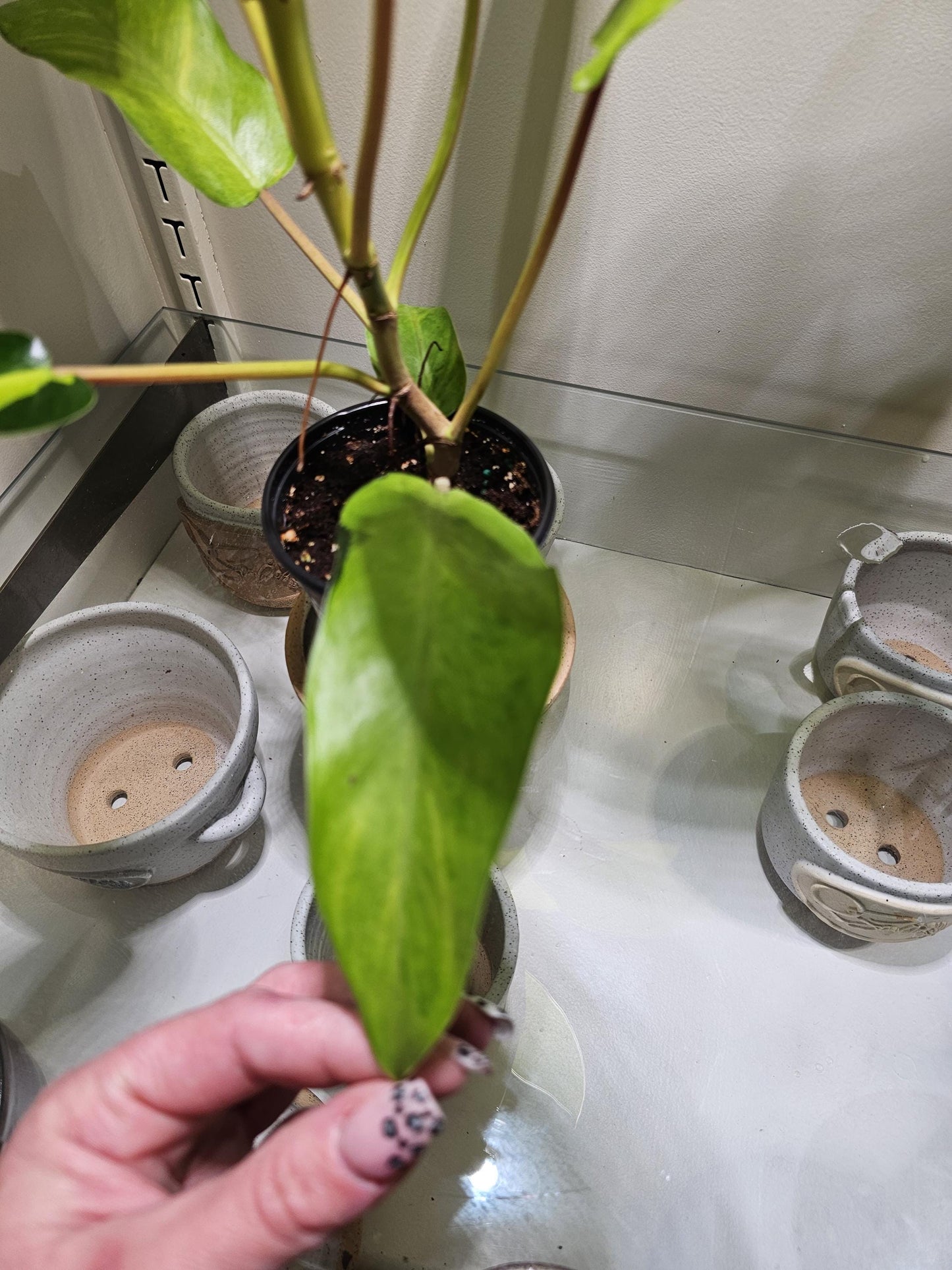 Philodendron Thai Sunrise 4"