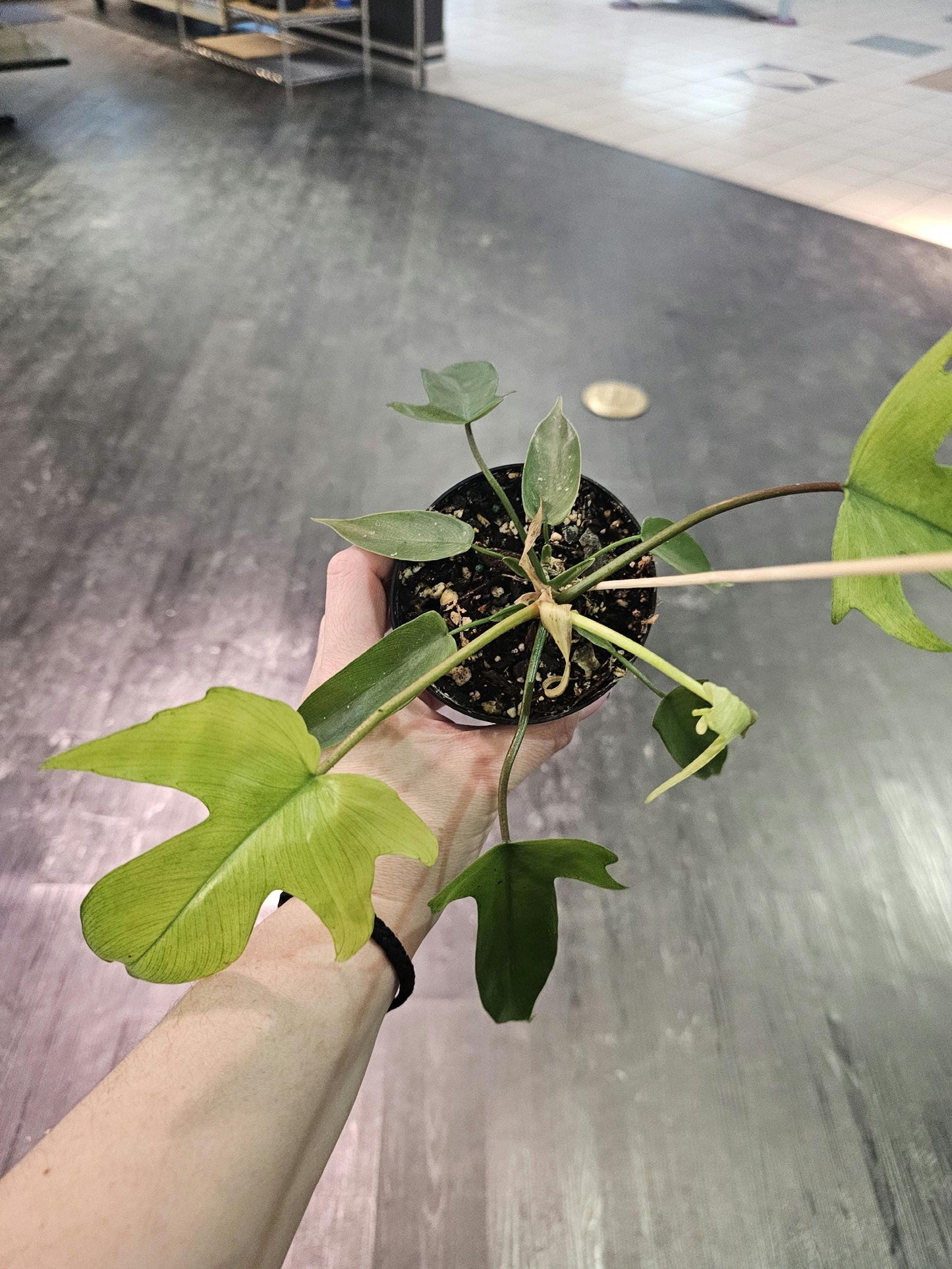 Philodendron Florida Ghost 4"