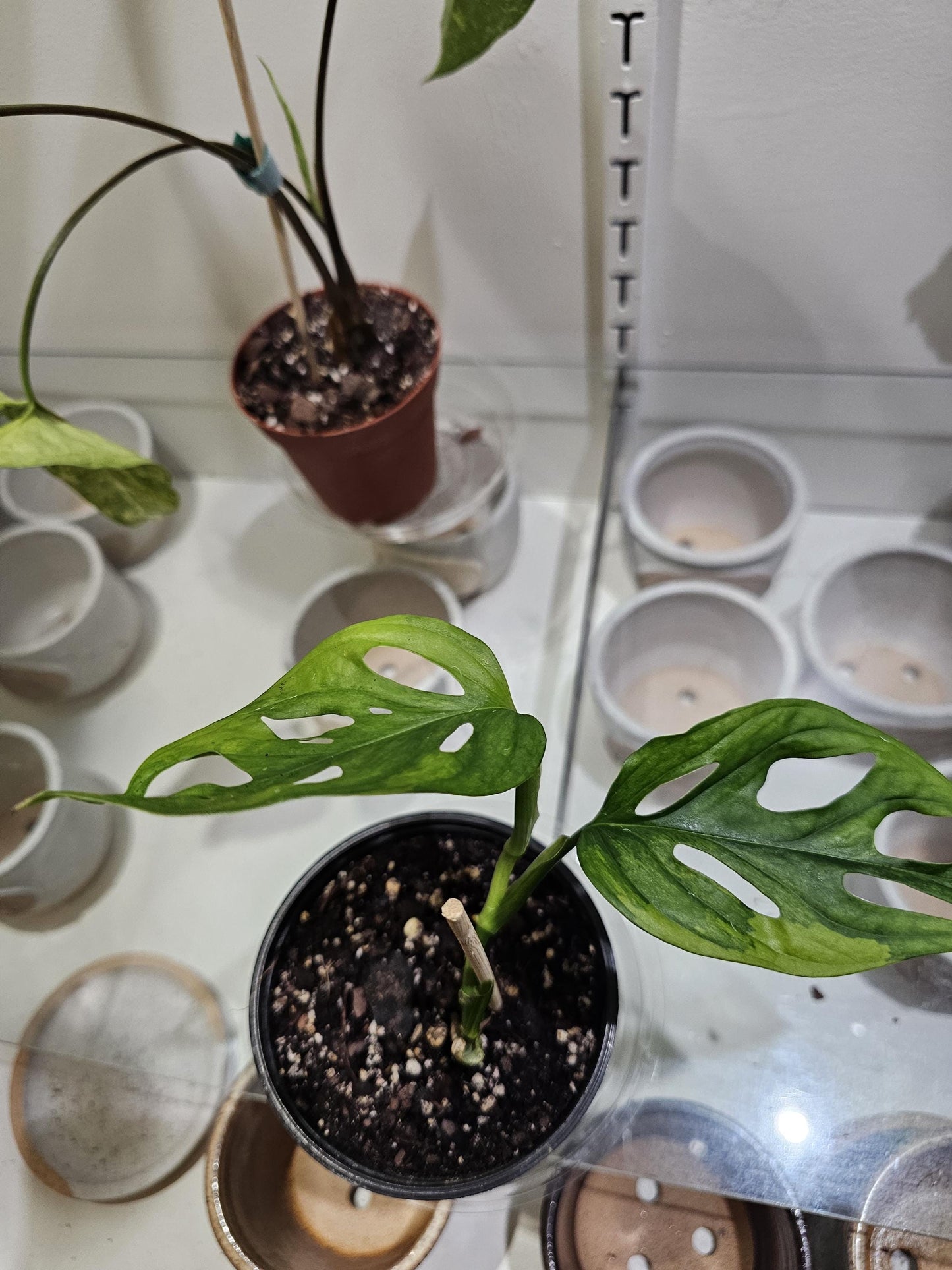 Monstera Adansonii Aurea 5"