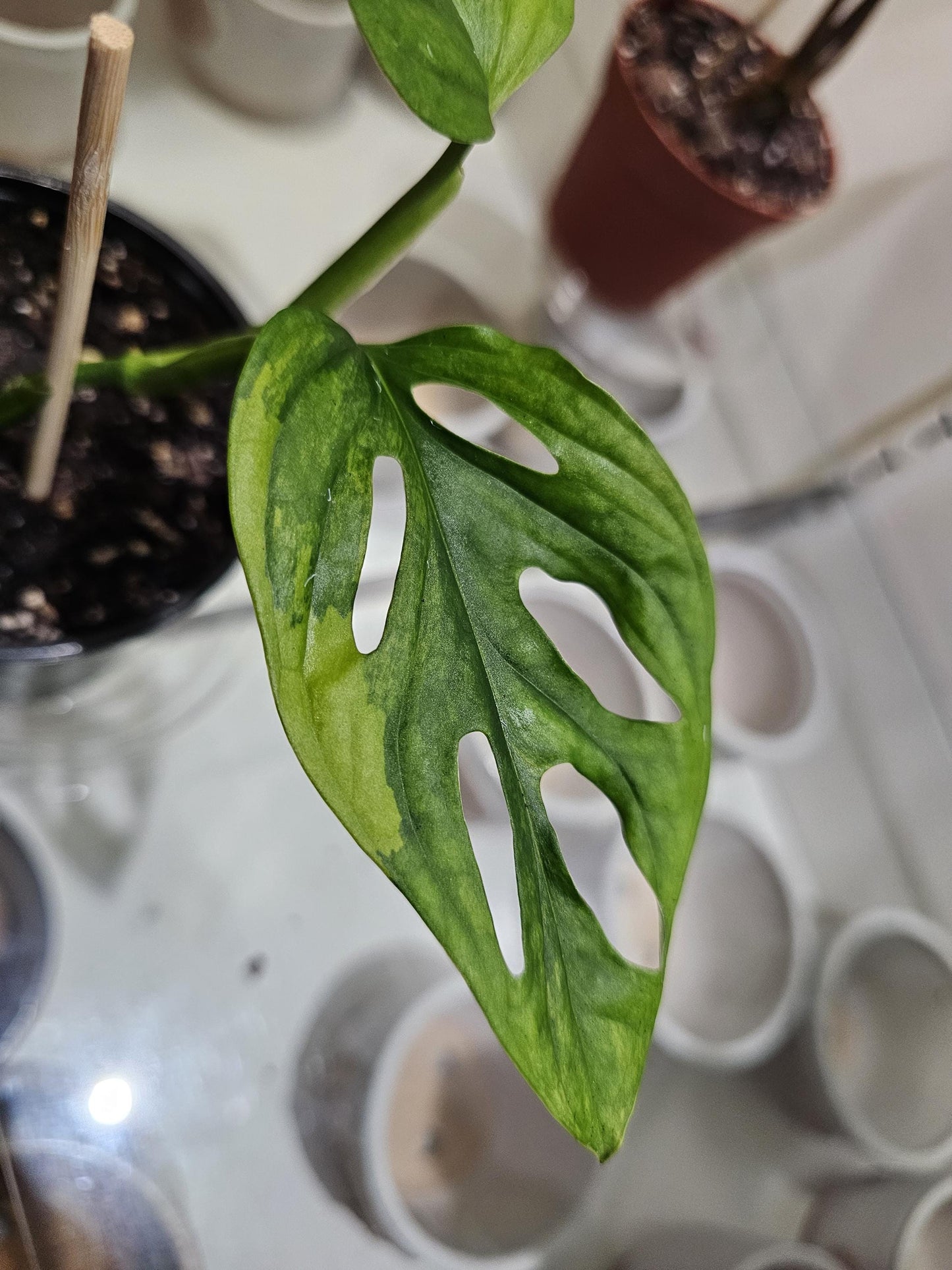 Monstera Adansonii Aurea 5"
