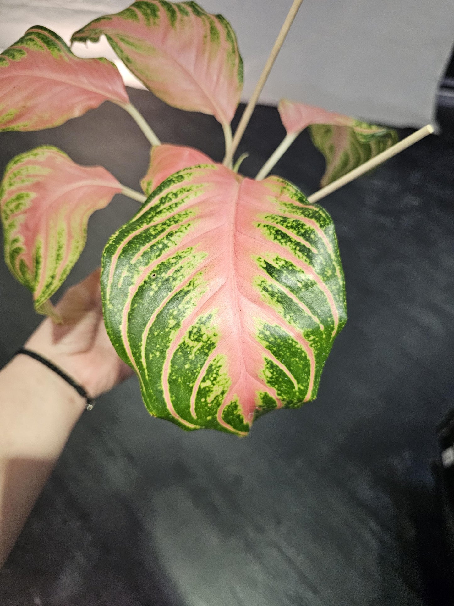 Aglaonema Pink Sunset 6"