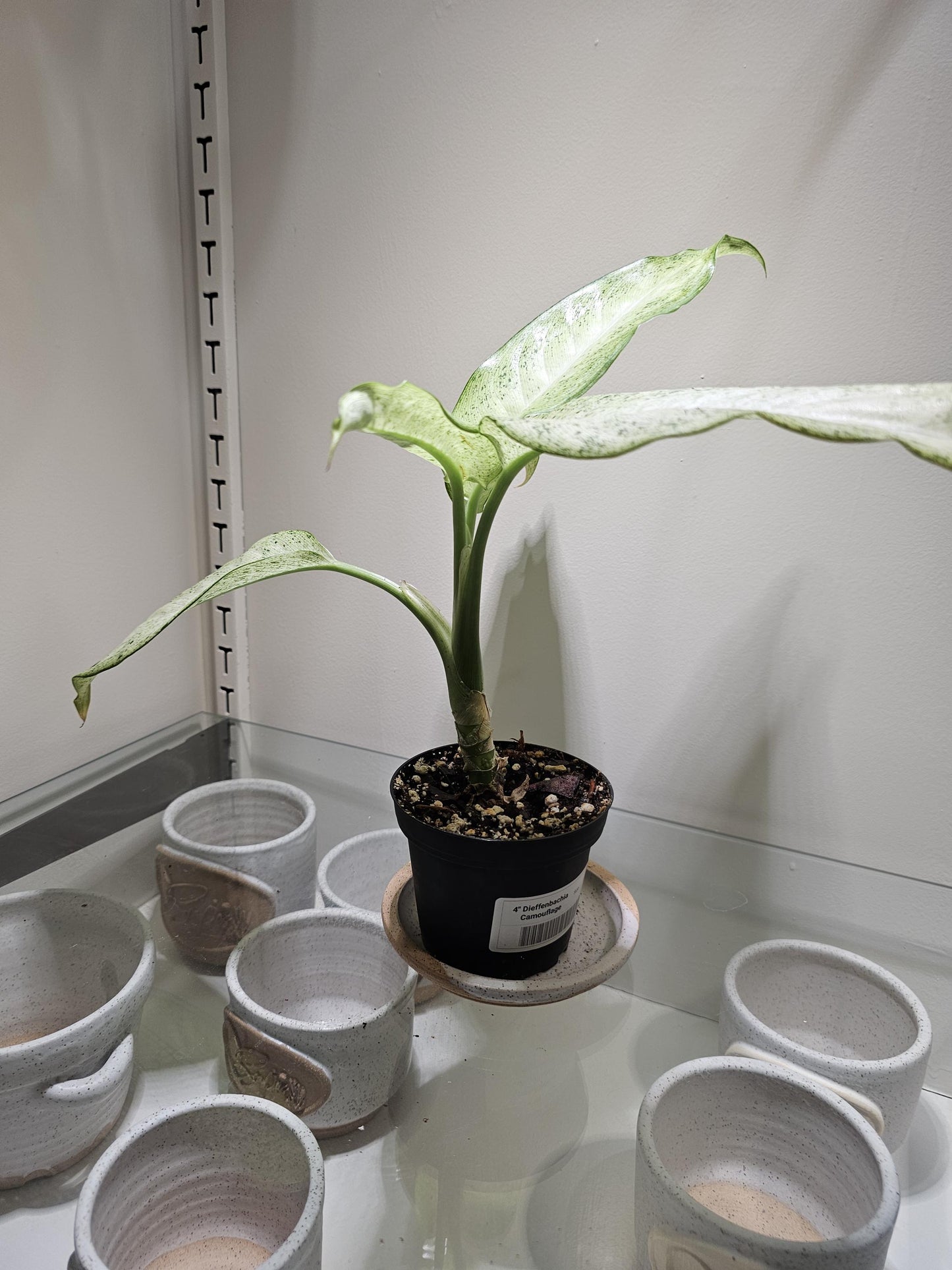 Dieffenbachia Camouflage 4"