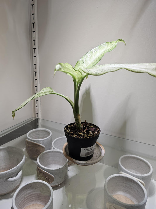 Dieffenbachia Camouflage 4"