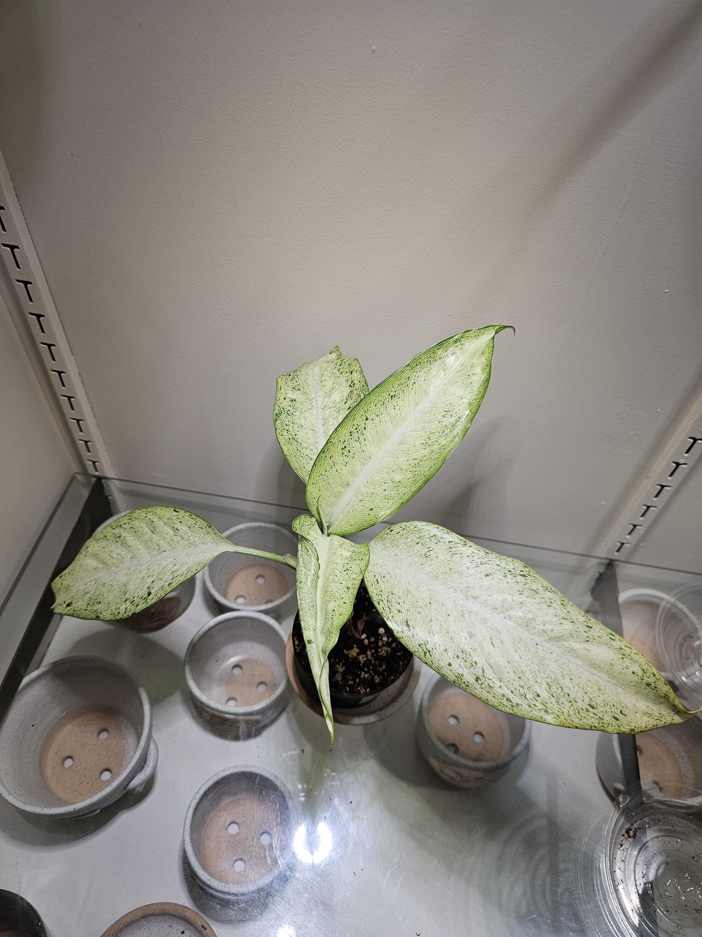 Dieffenbachia Camouflage 4"