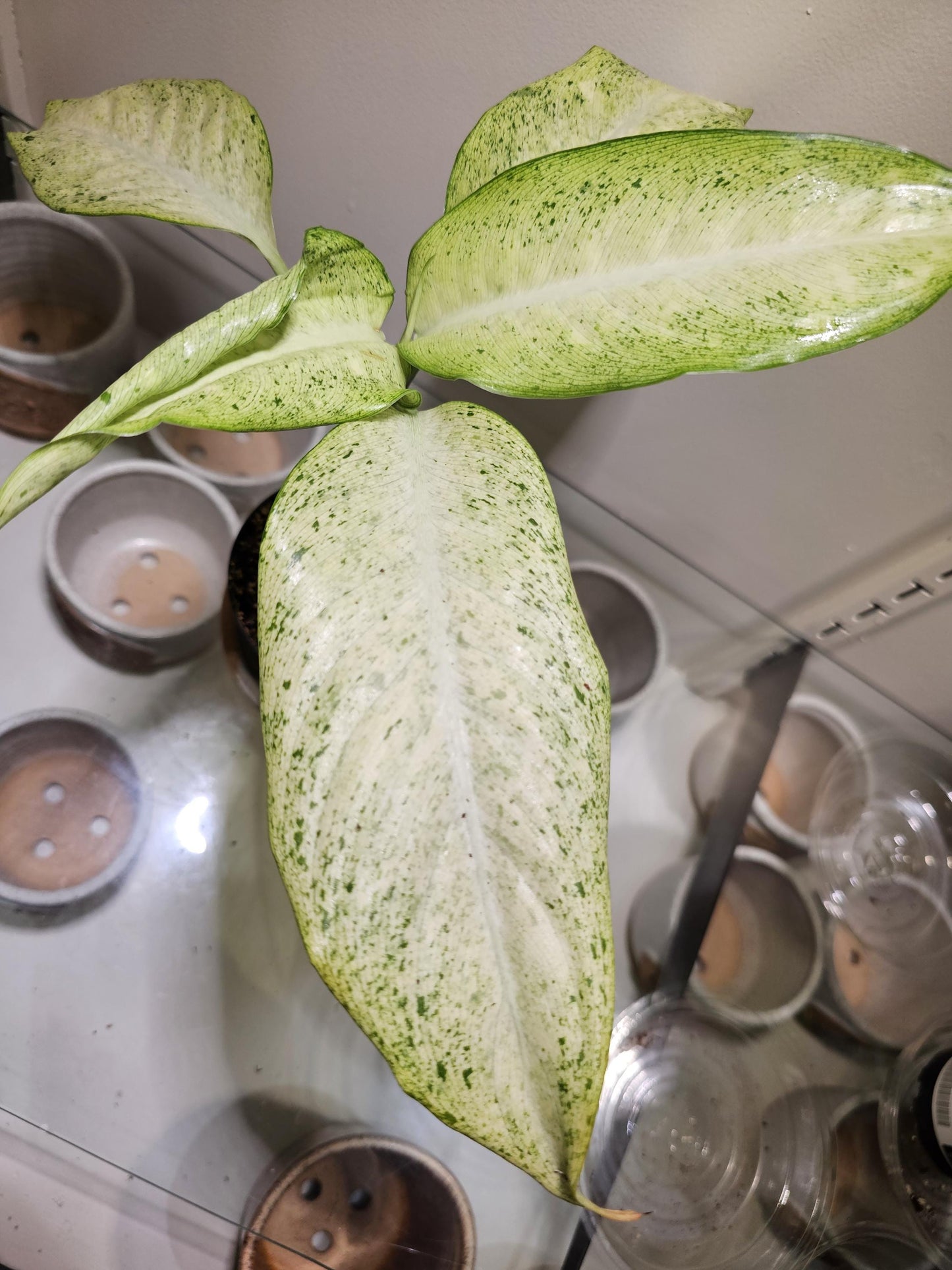 Dieffenbachia Camouflage 4"