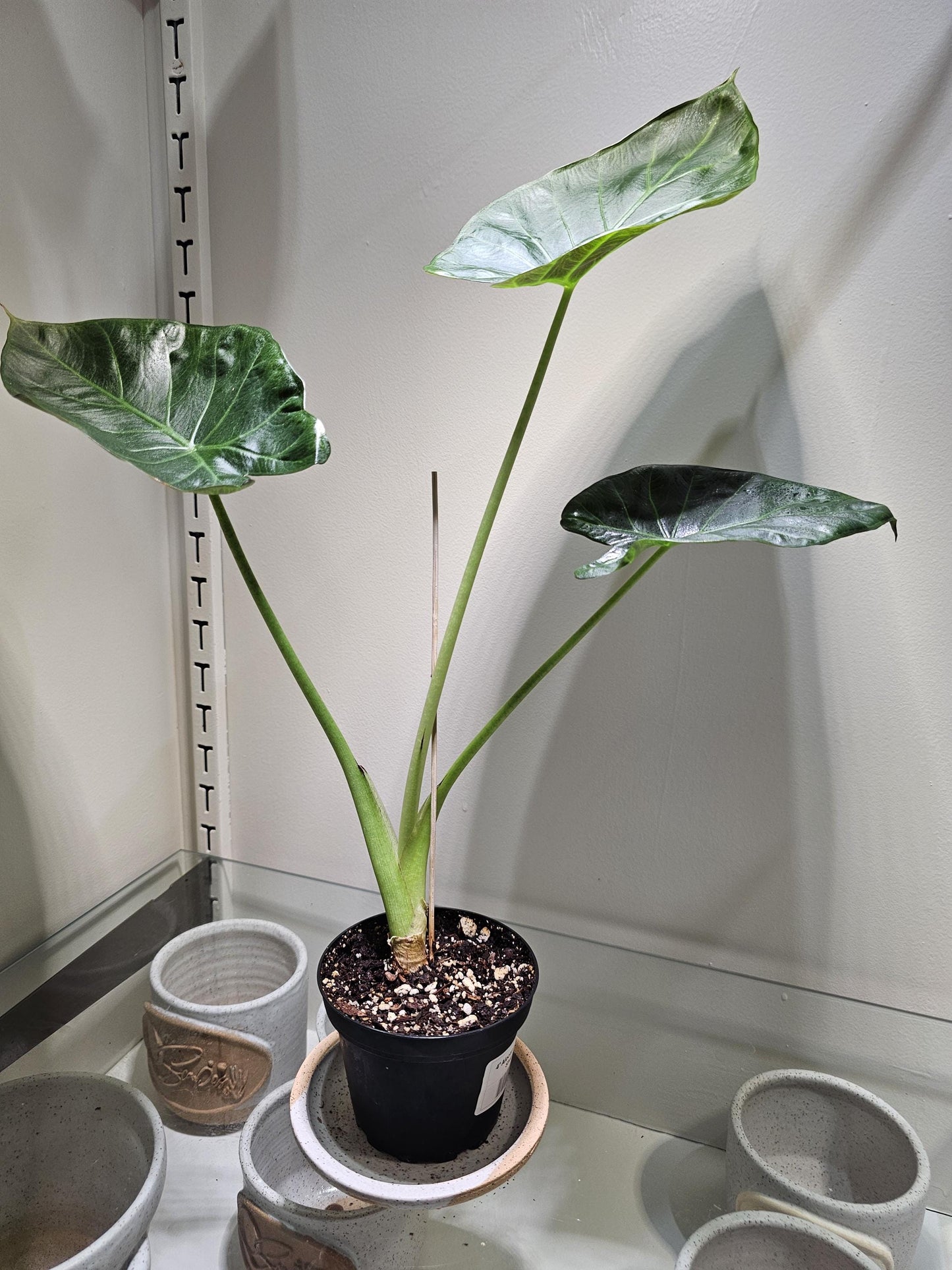 Alocasia Regal Shield 4"