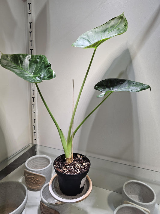Alocasia Regal Shield 4"