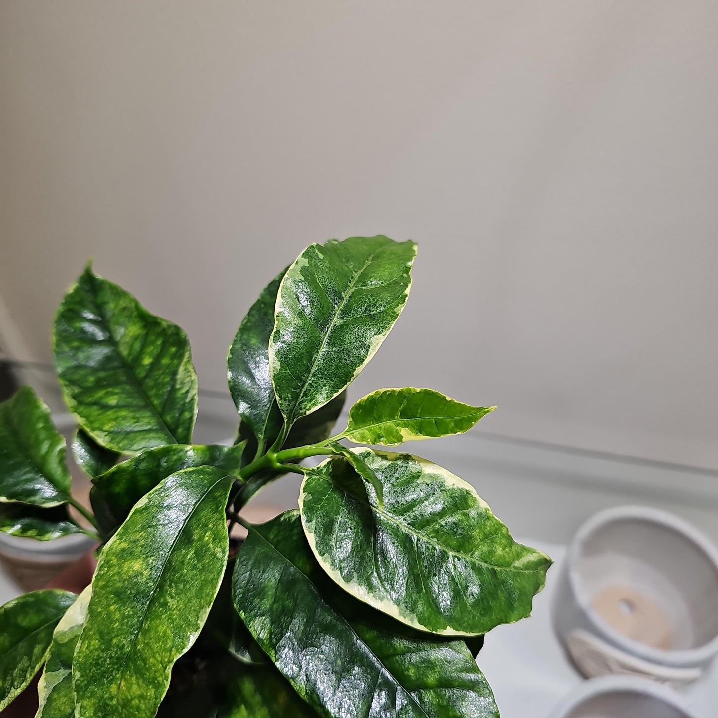 Hoya Shooting Star 4"