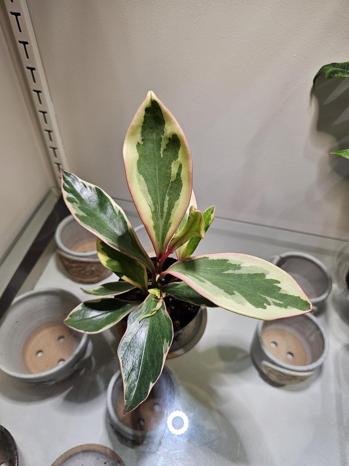 Peperomia Ginny 4"