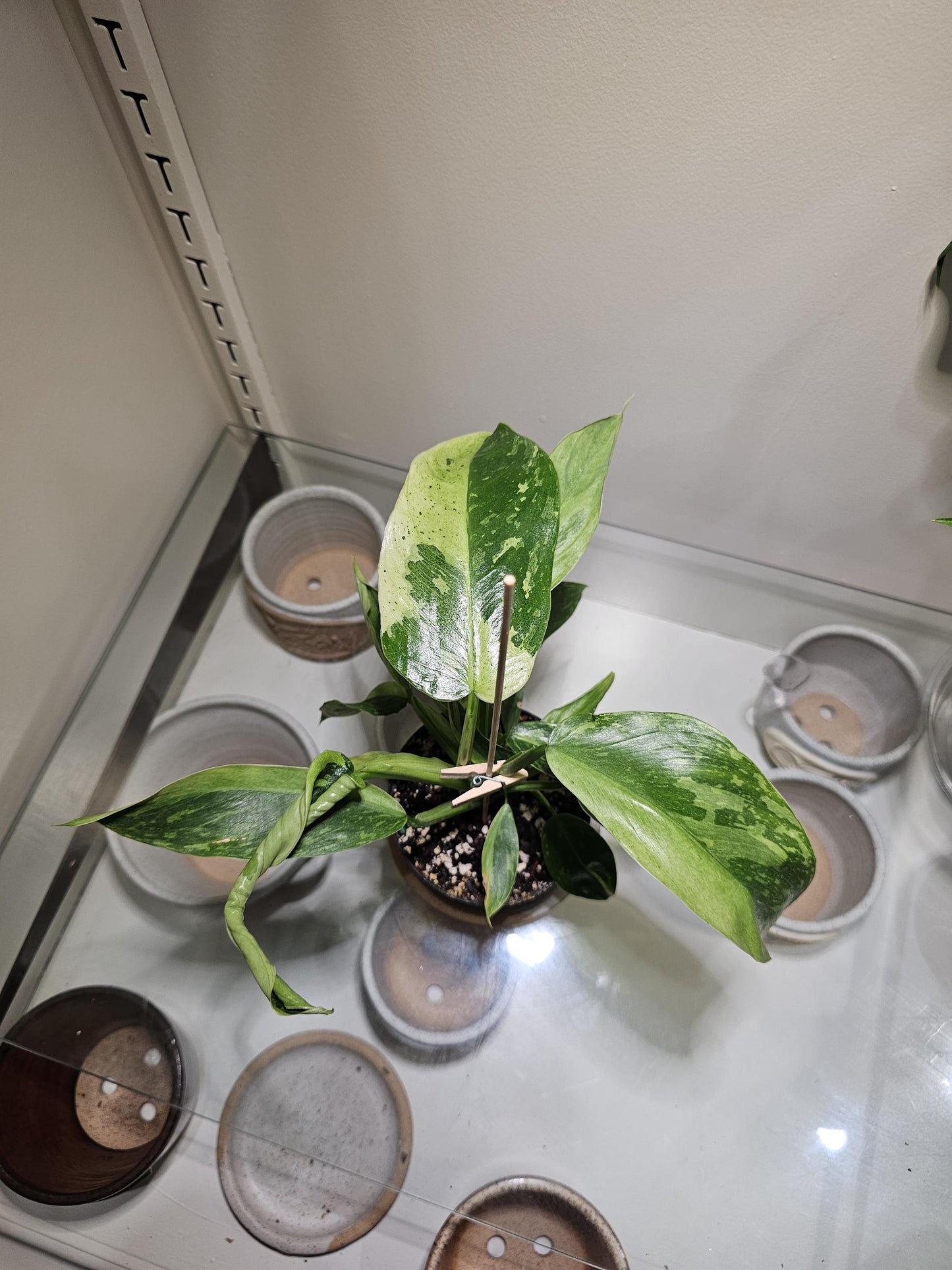 Philidendron Jose Buono Fiesta 4"