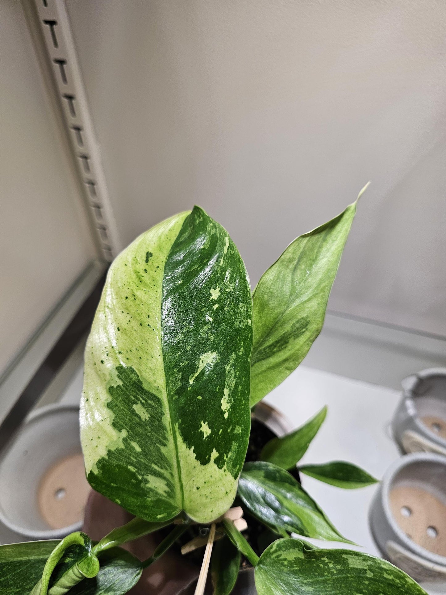 Philidendron Jose Buono Fiesta 4"