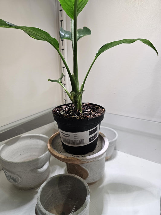 Dieffenbachia Panther 4"