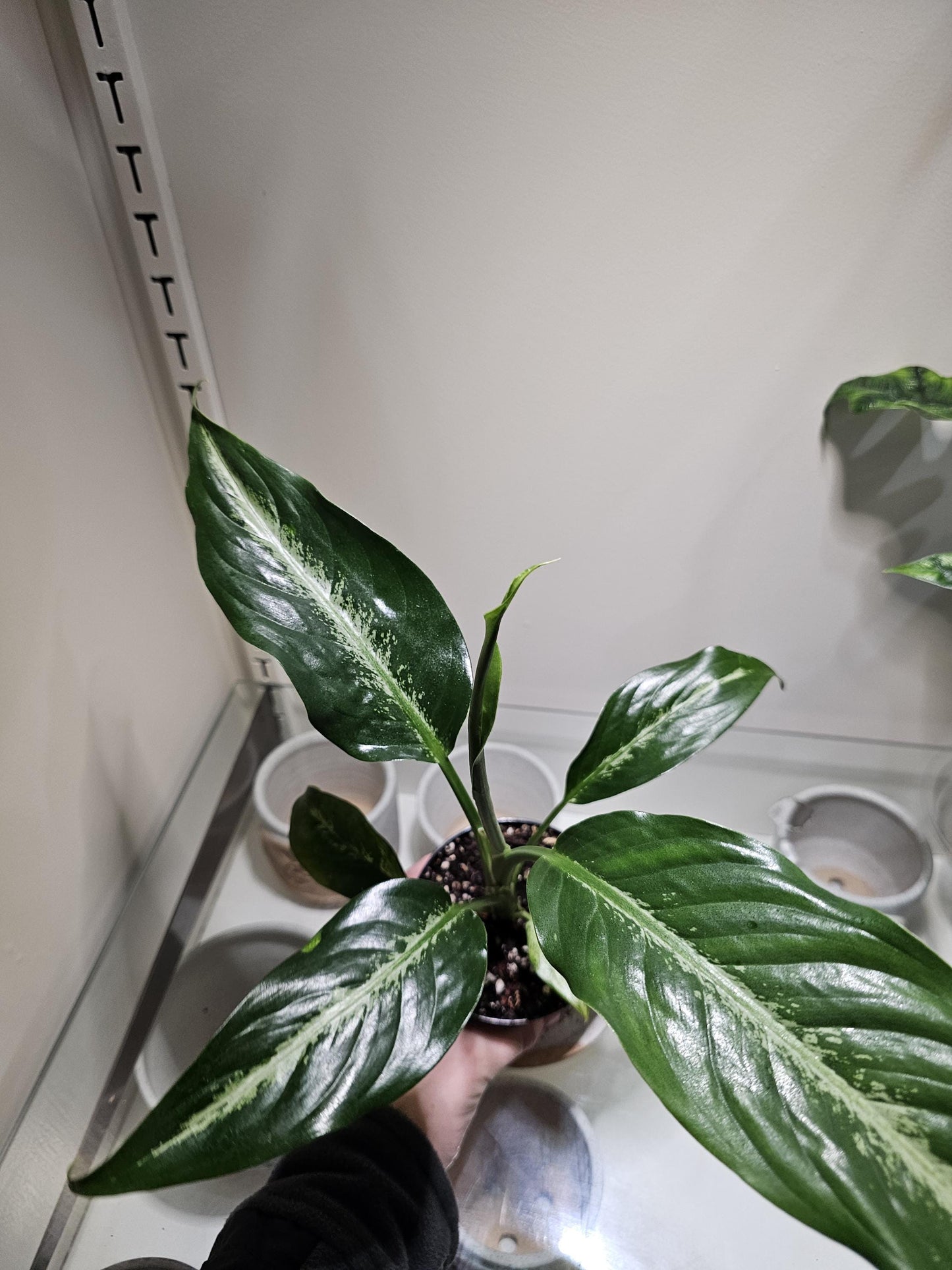 Dieffenbachia Panther 4"
