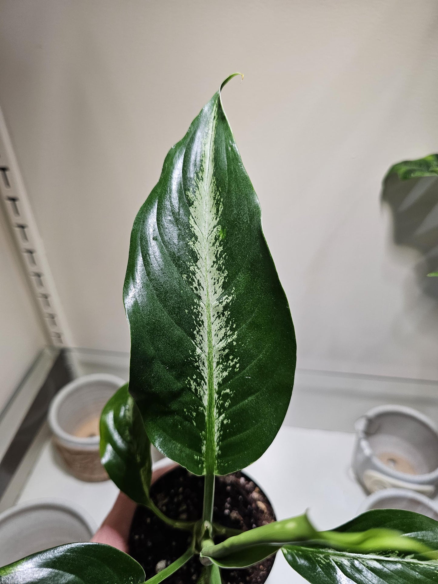 Dieffenbachia Panther 4"