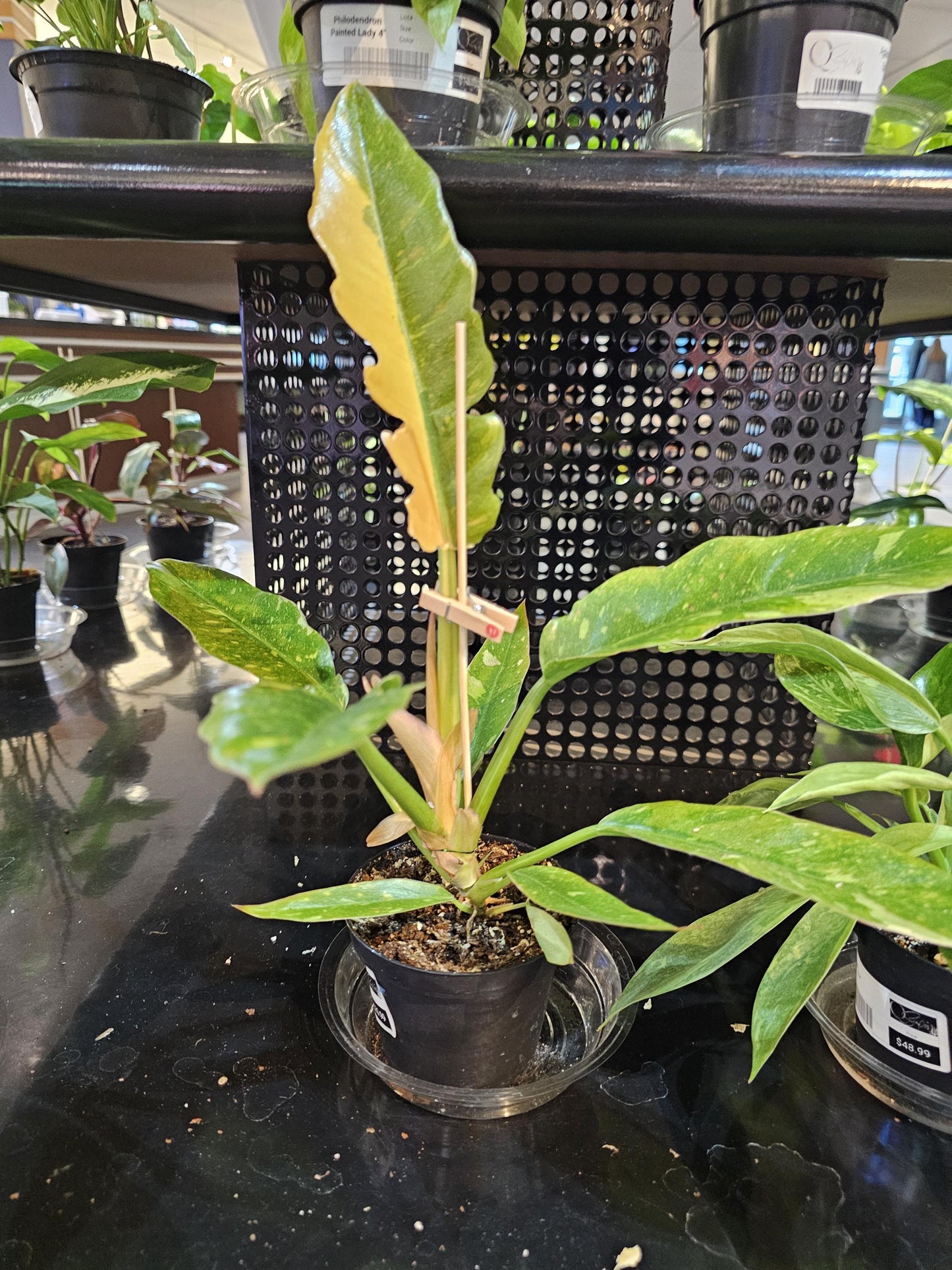 Philodendron Ring of Fire 4"