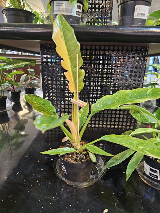 Philodendron Ring of Fire 4"