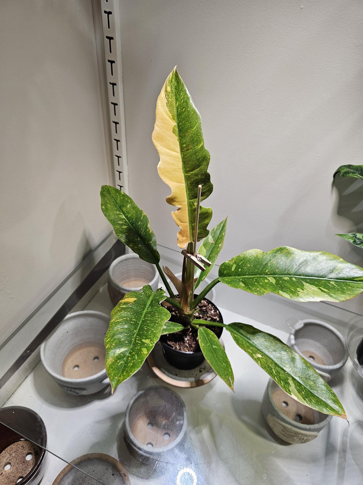 Philodendron Ring of Fire 4"