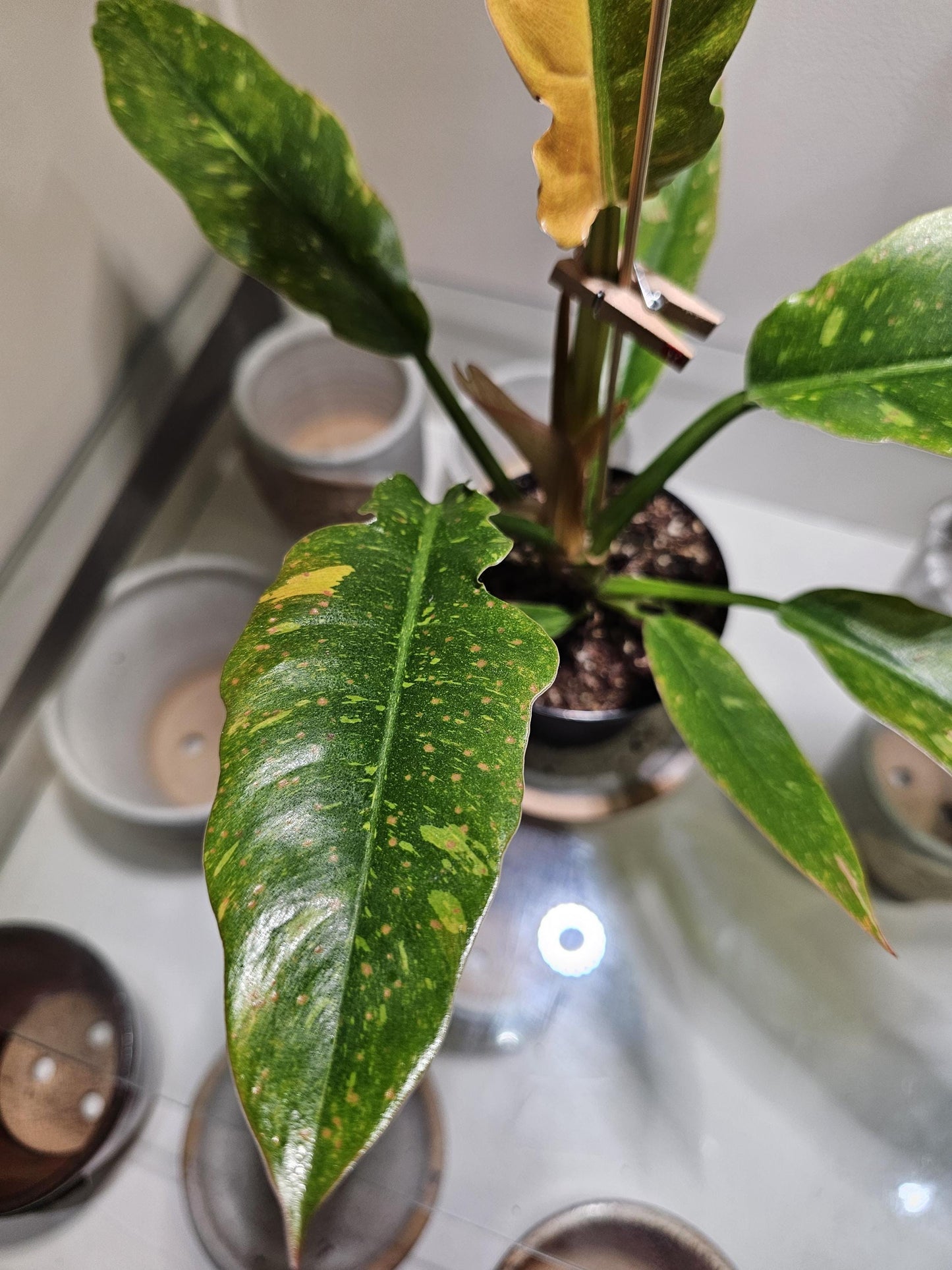 Philodendron Ring of Fire 4"