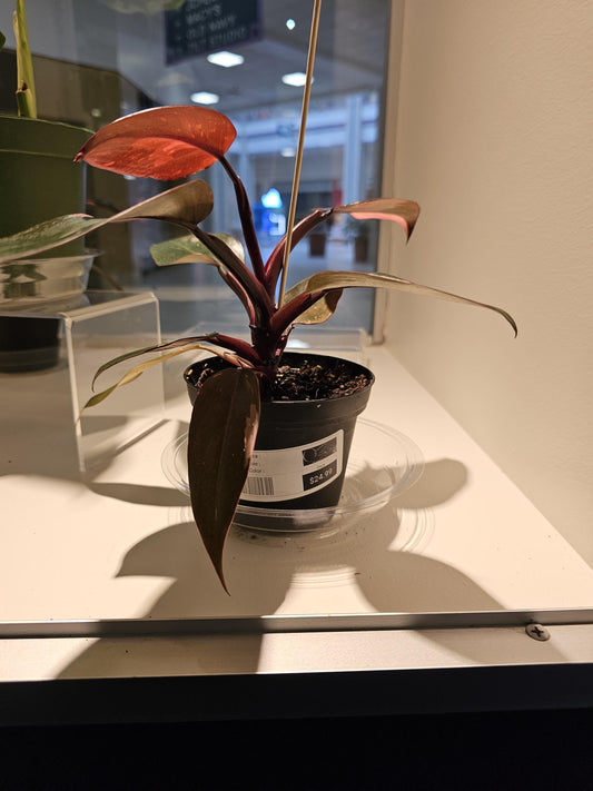 Philodendron Pink Princess 4"