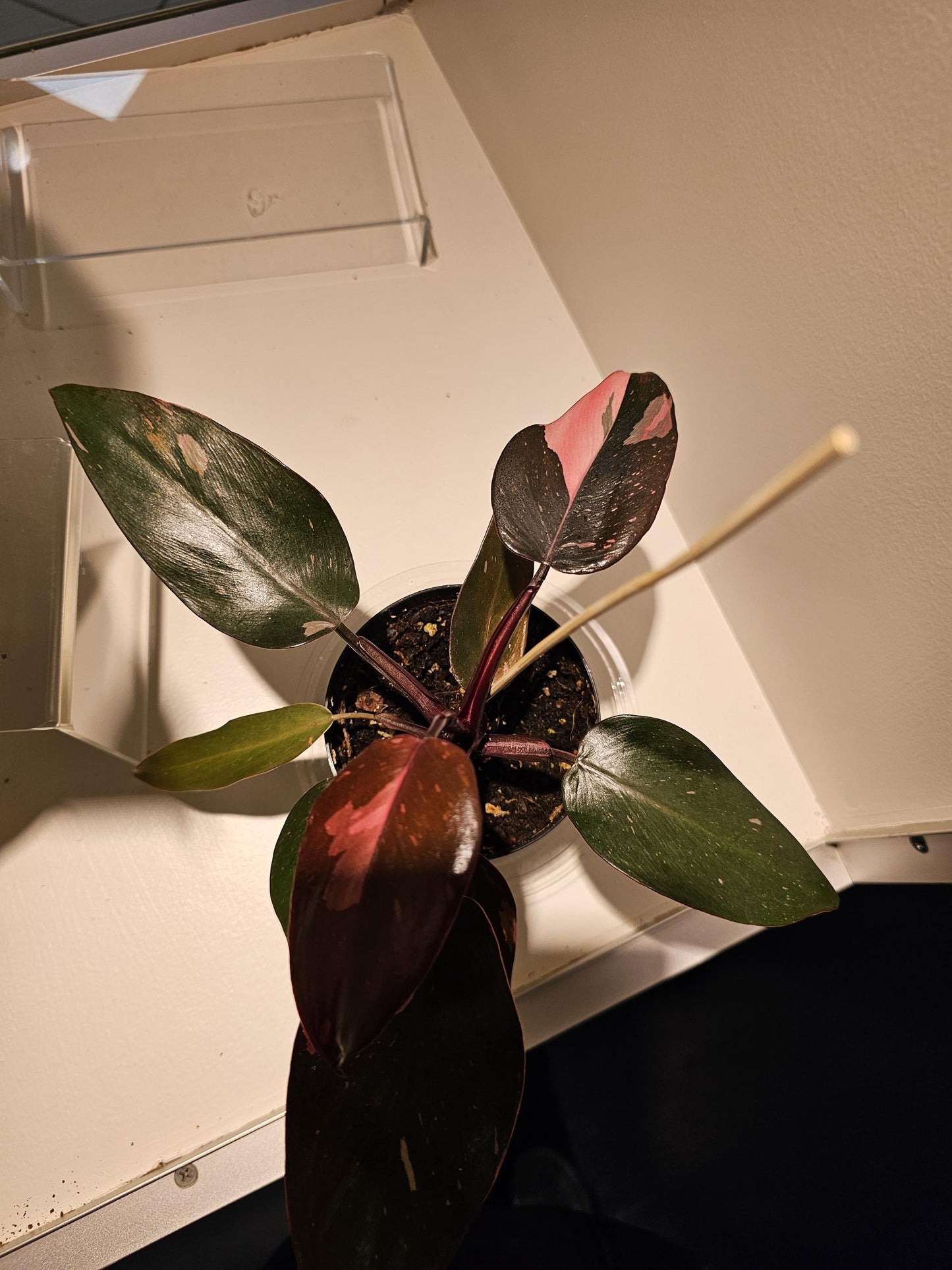 Philodendron Pink Princess 4"